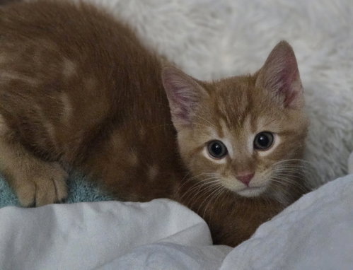 Karsen, Adult Domestic Short Hair / Mixed (short coat), cat for adoption in Columbus, Ohio