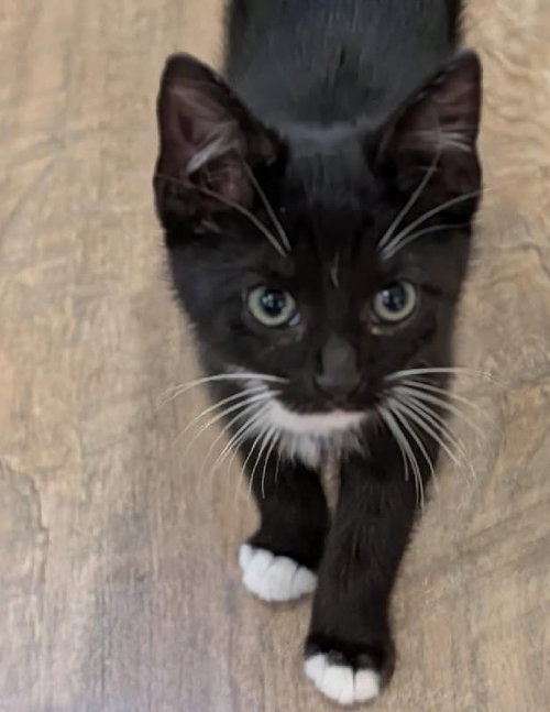 Indie 2, an adoptable Domestic Short Hair in Grove City, OH