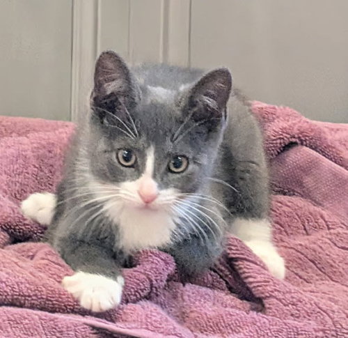 Pinkie, an adoptable Domestic Short Hair in Grove City, OH