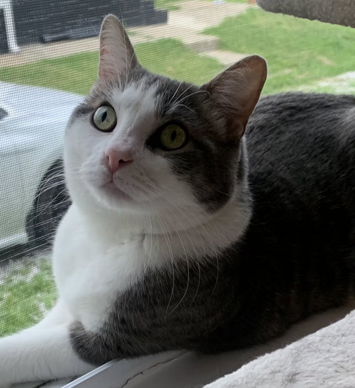 picture of the cat needing adoption