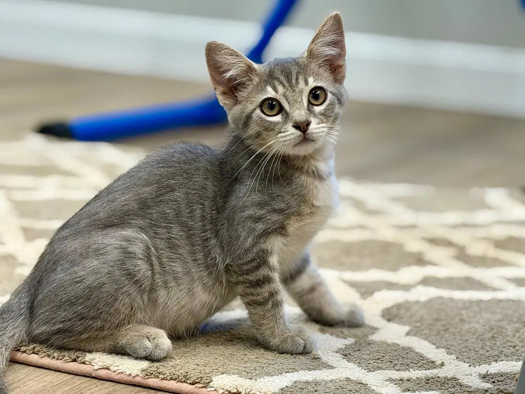 Mannie - Domestic Short Hair