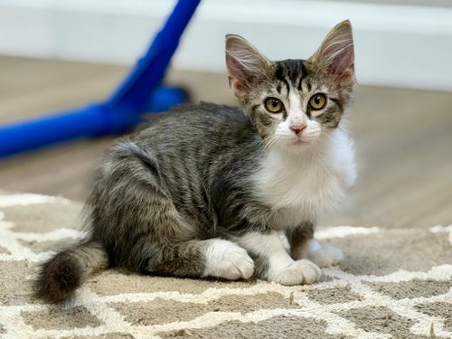 picture of the cat needing adoption