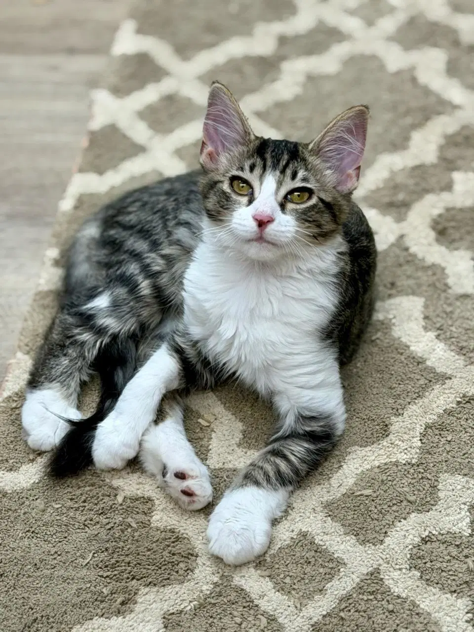 Minna - Domestic Medium Hair