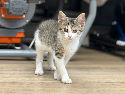 Mia