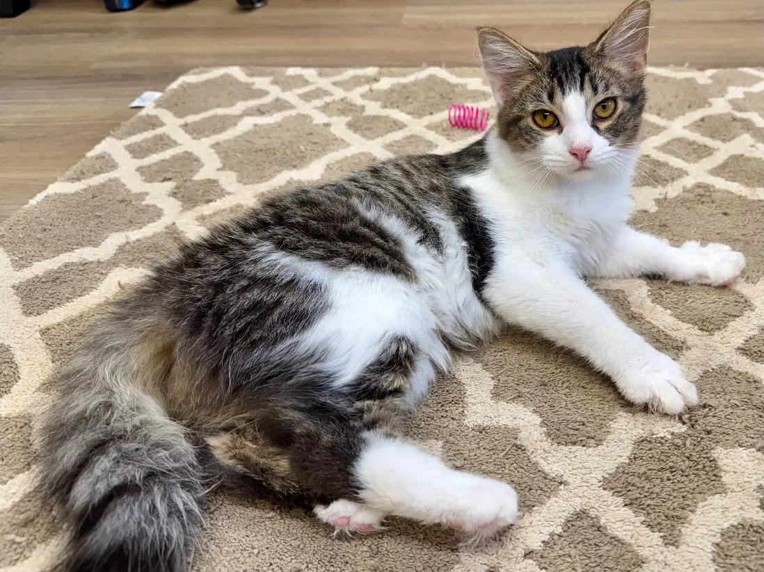 Mira - Domestic Long Hair
