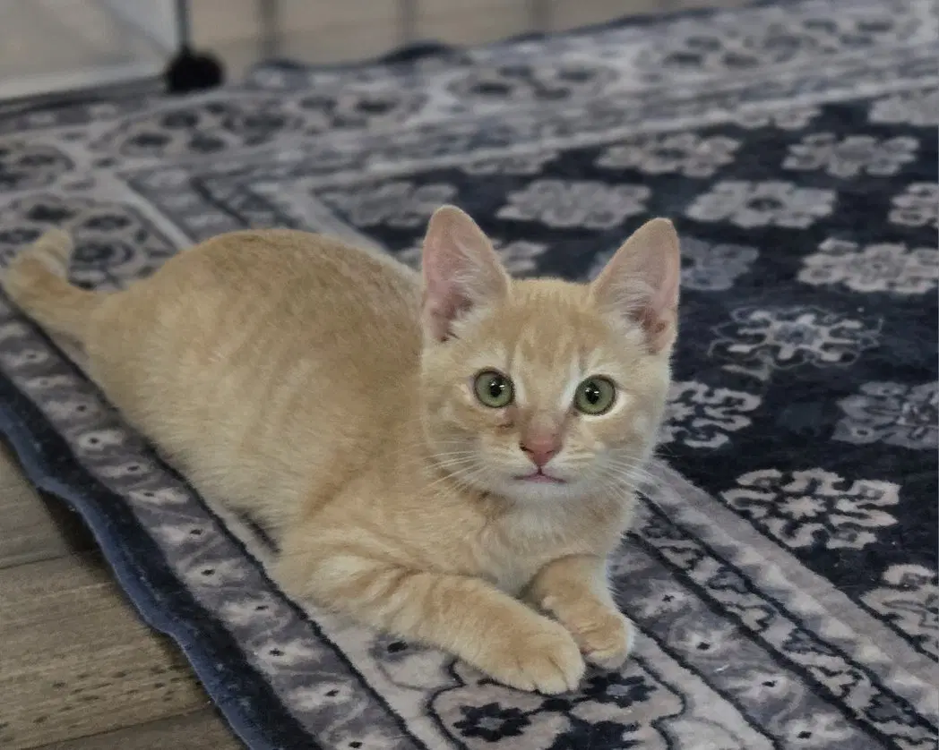 Roo image 2