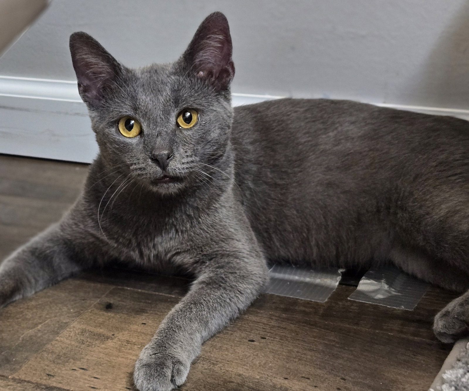 Thatcher, Domestic Short Hair