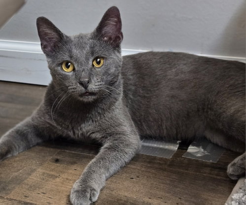 Thatcher, a cat for adoption from A Purrfect Start