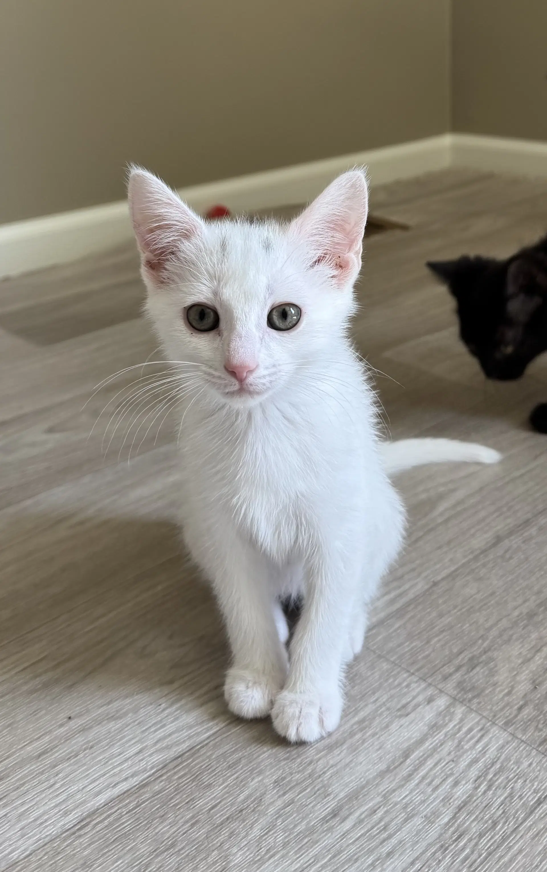 Lani - Domestic Short Hair
