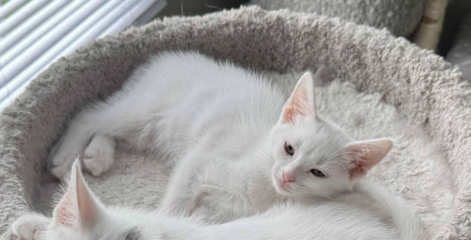 Lacy - Domestic Short Hair