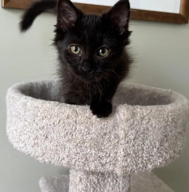 Phiper - Domestic Long Hair