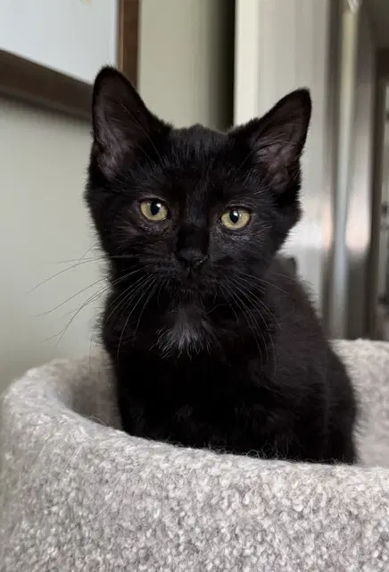 Pia - Domestic Short Hair
