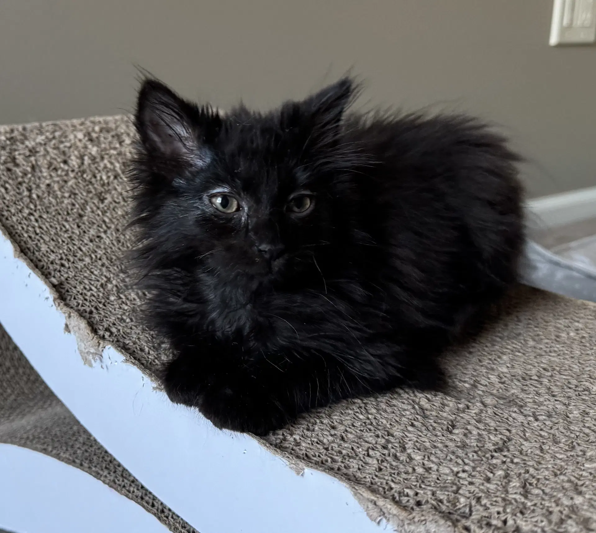 Paley - Domestic Long Hair