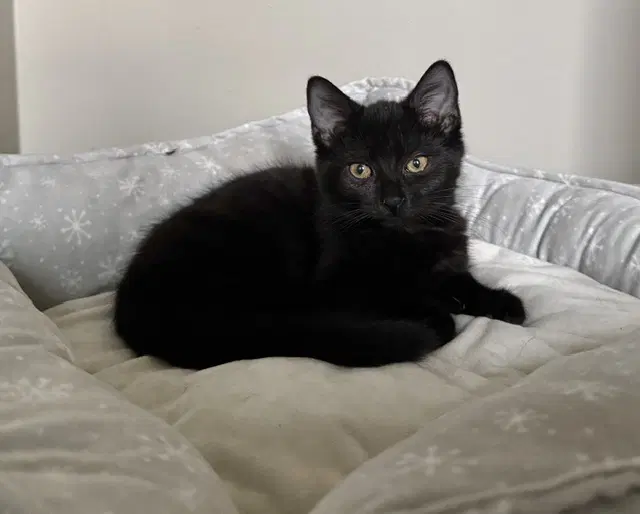Petra - Domestic Short Hair