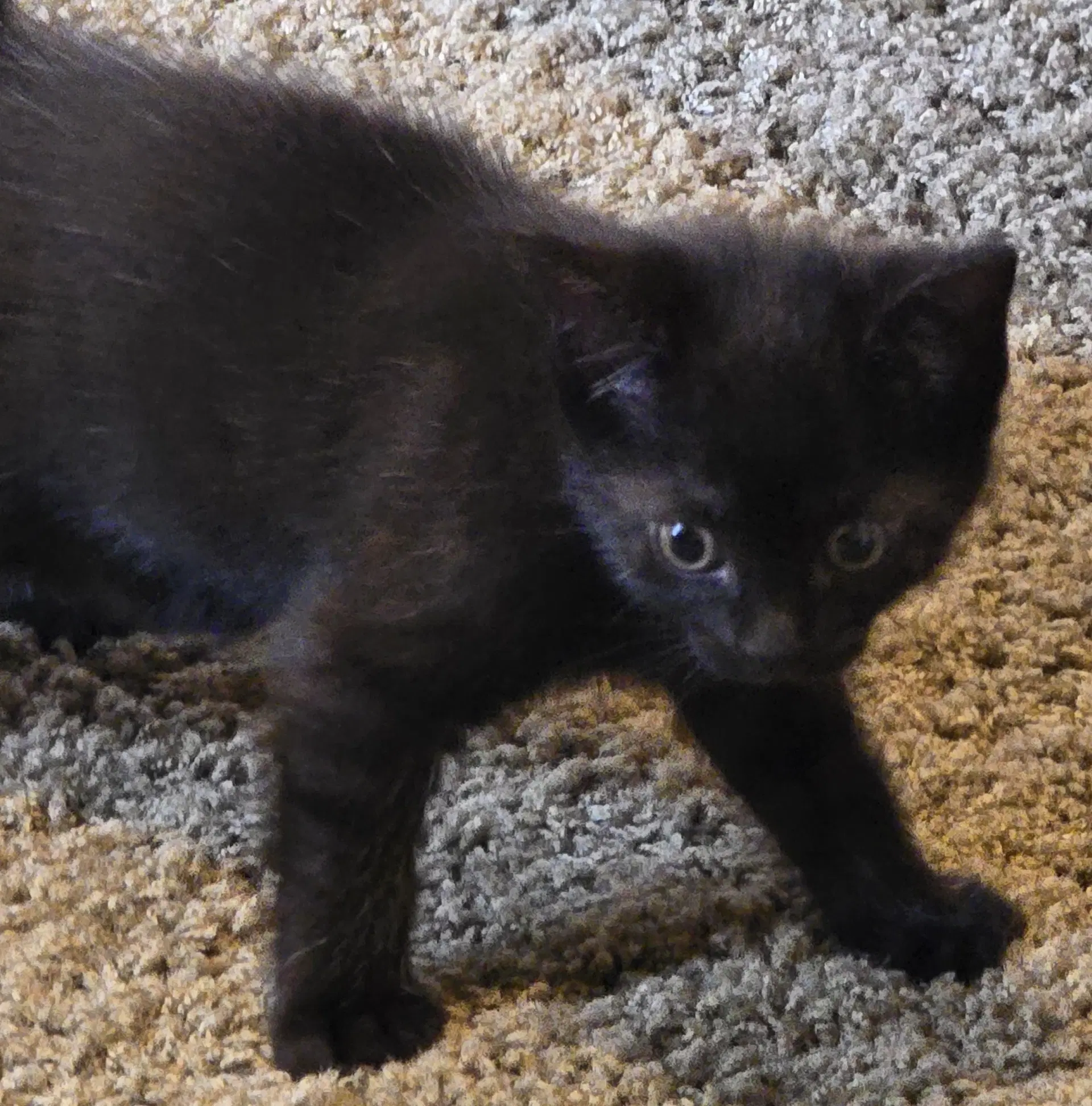 Abee - Domestic Short Hair