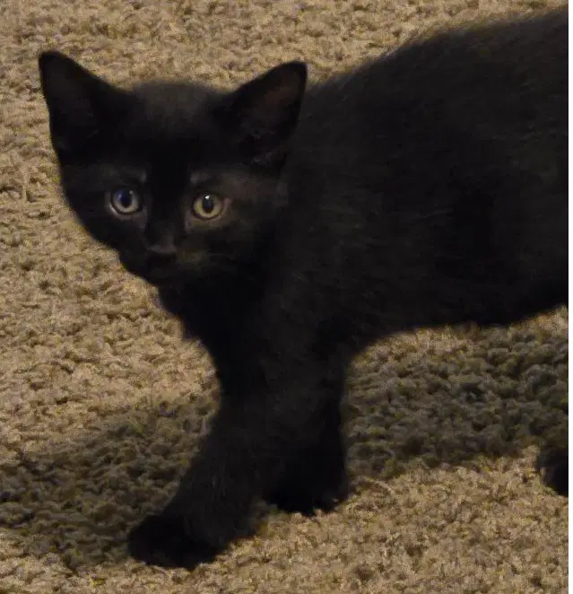 Andre - Domestic Short Hair