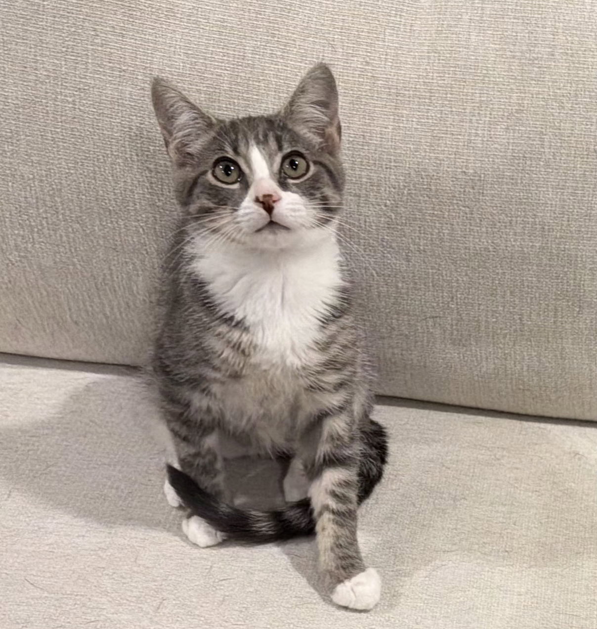Terrance, Domestic Short Hair