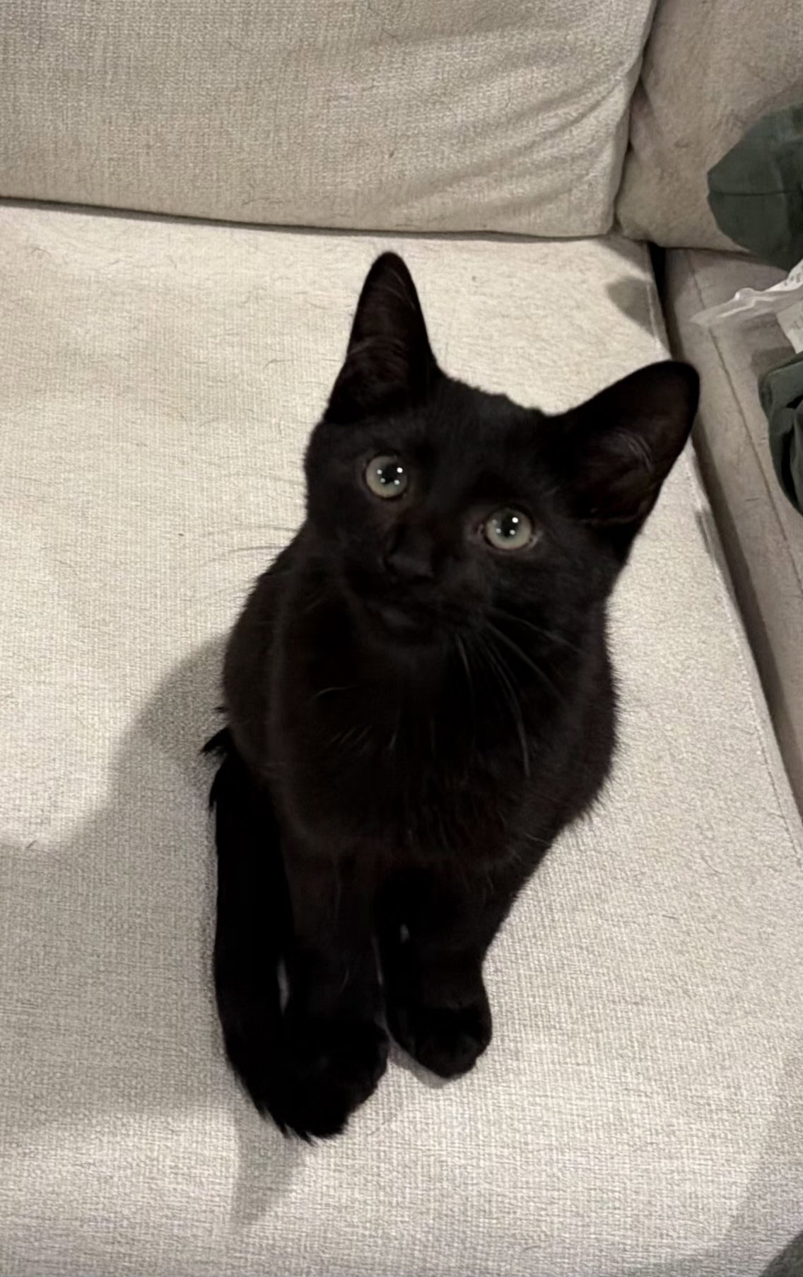 Taj, Domestic Short Hair
