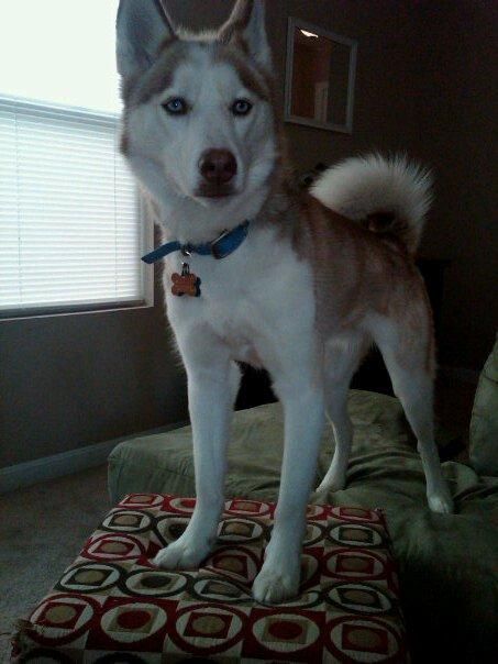 Diesel