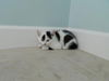 MiniMoo