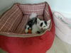 MiniMoo