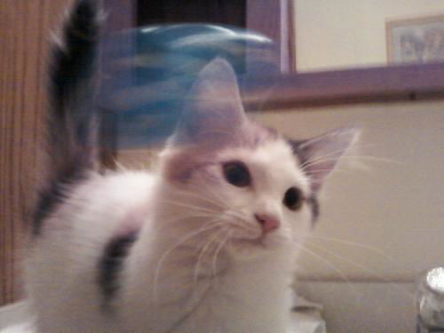 Molli