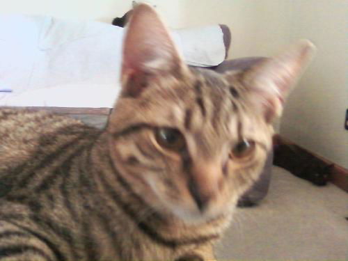 Dodger 2