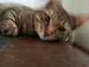 Dodger 2