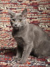 Dorian
