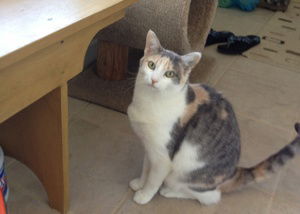 Pip