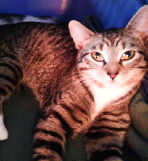 Mittens