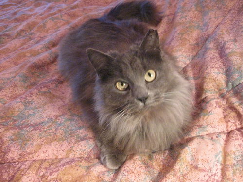 Gray Girl