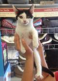 Minette