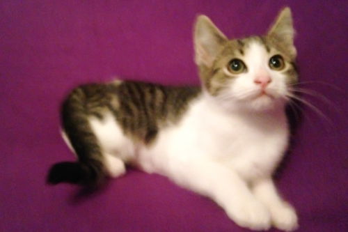 Molly