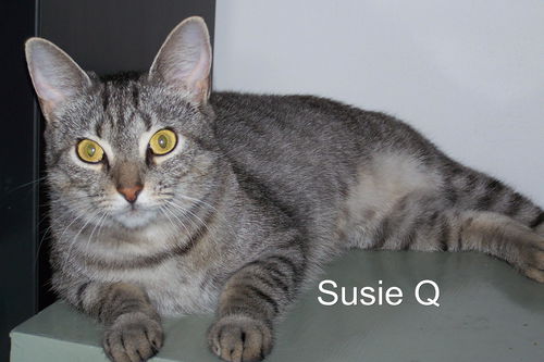 Susie Q