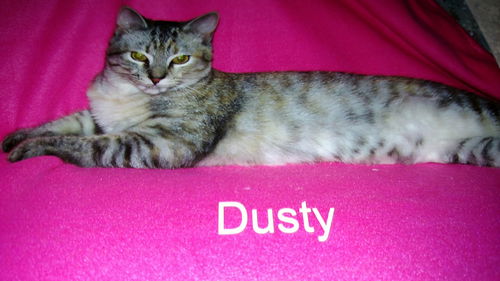 Dusty