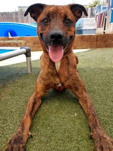 adoptable Dog in San Diego, CA named Brinkmann
