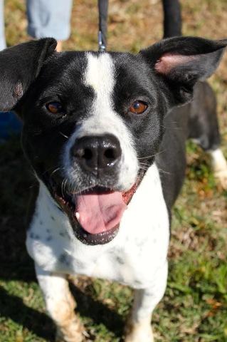 adoptable Dog in San Diego, CA named Heron