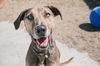 adoptable Dog in San Diego, CA named Neon