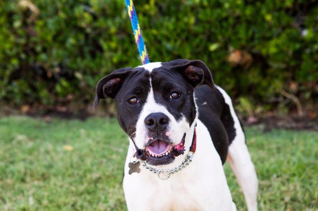 adoptable Dog in San Diego, CA named Pfeifer