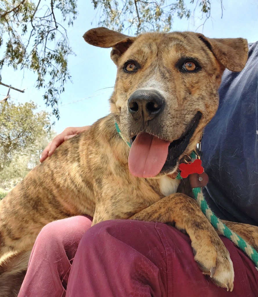 adoptable Dog in San Diego, CA named Phuroidao