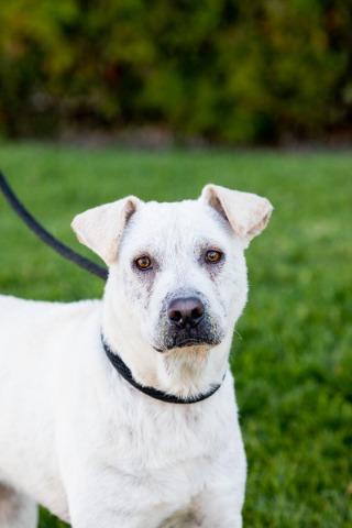 adoptable Dog in San Diego, CA named Booth