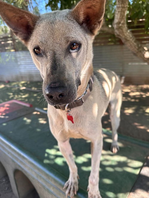 picture of the dog needing adoption