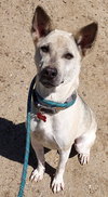 Danillo (Soi Dog) - Photo 4