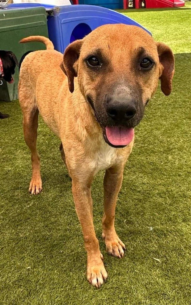 adoptable Dog in San Diego, CA named Fawohodie