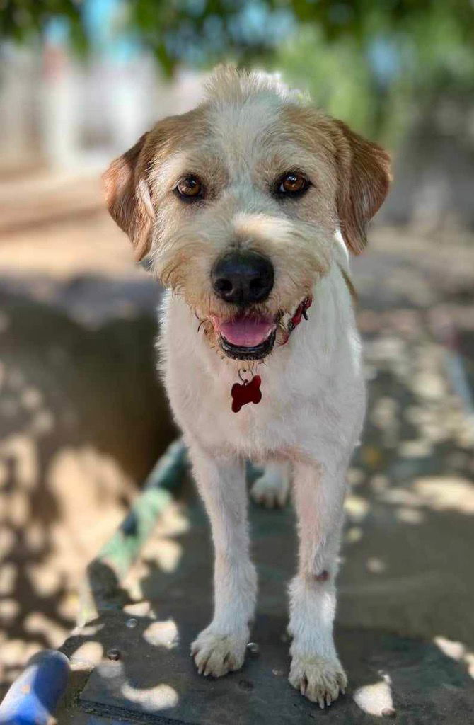 adoptable Dog in San Diego, CA named Puddle (Soi Dog)