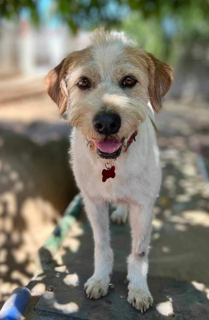 Puddle Soi Dog