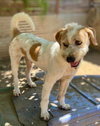 Puddle (Soi Dog) - Photo 2