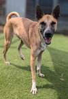 Vander (Soi Dog) - Photo 3