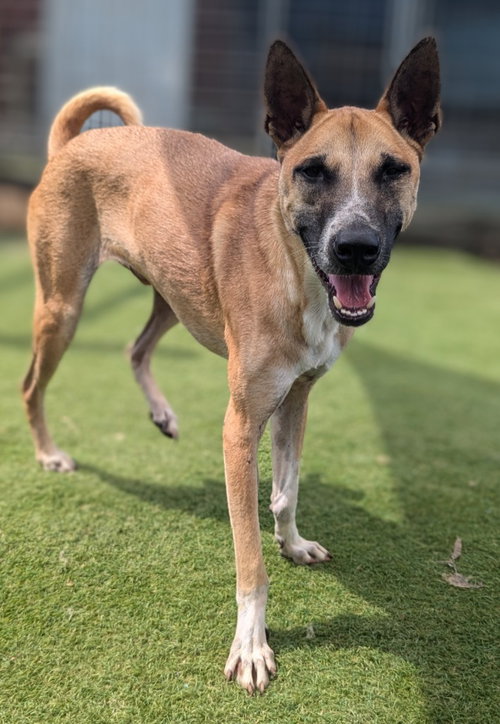 Vander (Soi Dog) photo 3